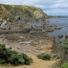 Look, It’s An&nbsp;Octopus!